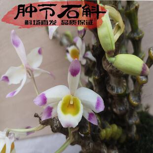 肿节石斛苗又名宝塔石斛兰开花漂亮奇花异草粗壮易活易发芽带香气