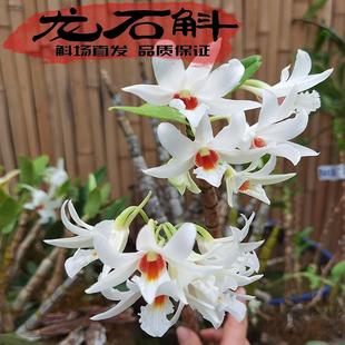 龙石斛苗 花优雅香花期长名贵品带香气白色蜡质花 越南原生纯正种