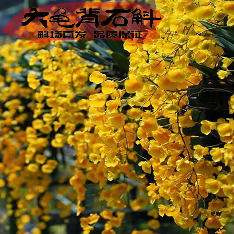 大龟背石斛苗长寿花假山造景神器