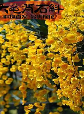 大龟背石斛盆栽纯正易活好养