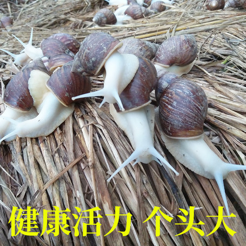 鲜活白玉蜗牛餐饮试菜