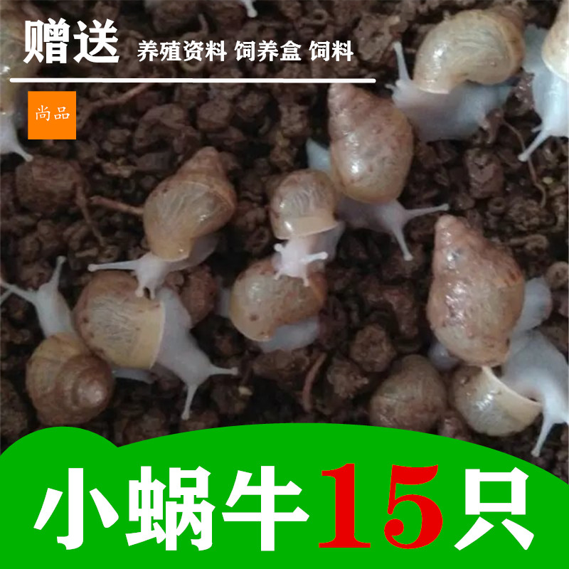 蜗牛活体小蜗牛宠物龟鳖动物蛋白饲料饲养盒饲料养殖资料圆通包邮在类目 宠物/宠物食品及用品, 水族世界, 螺中 - 来自Buy2taobao.com提供专业的淘宝代购服务