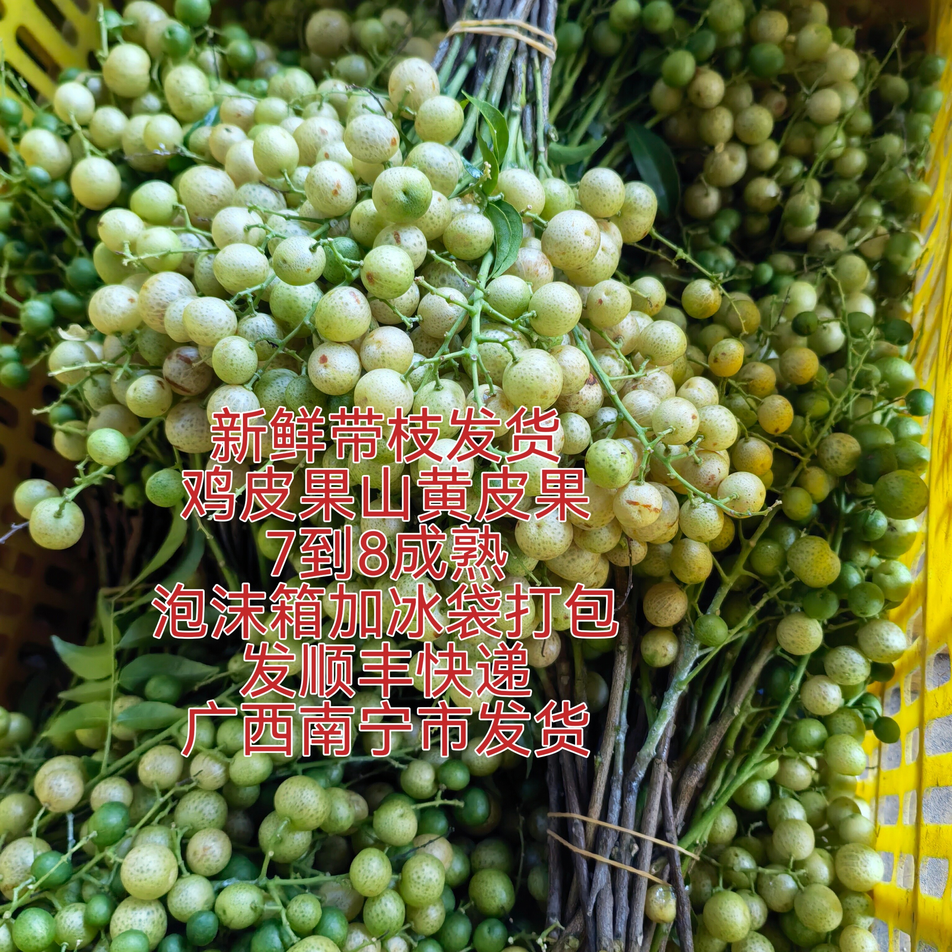 2026年广西崇左特产鸡皮果山黄皮熟果新鲜采摘带枝发货发顺丰快递