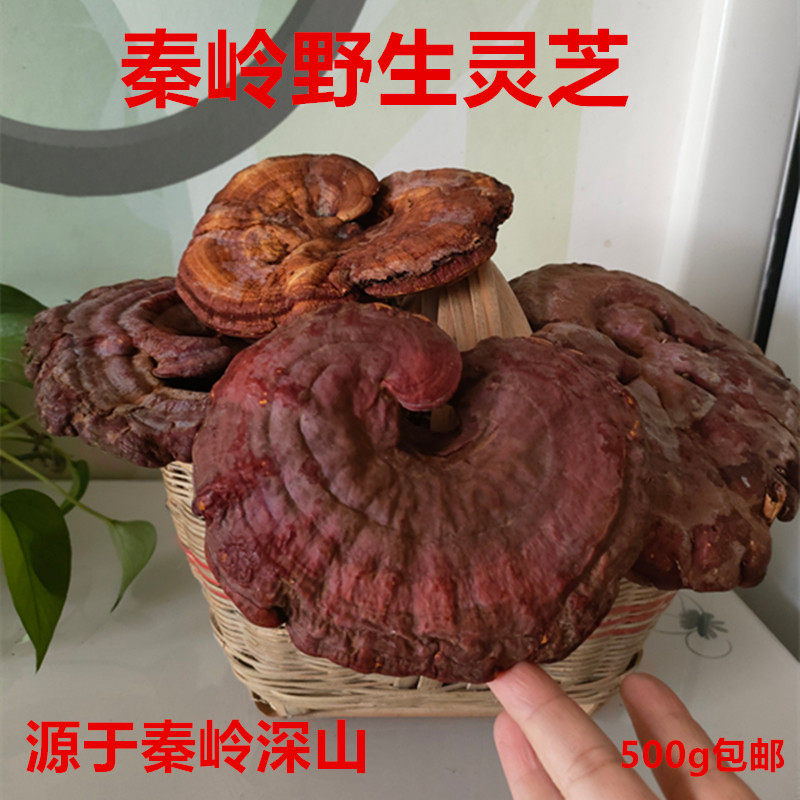 正宗秦岭野生灵芝赤灵芝千年灵芝500g包邮