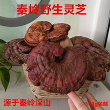 正宗秦岭野生灵芝赤灵芝千年灵芝500g 包邮