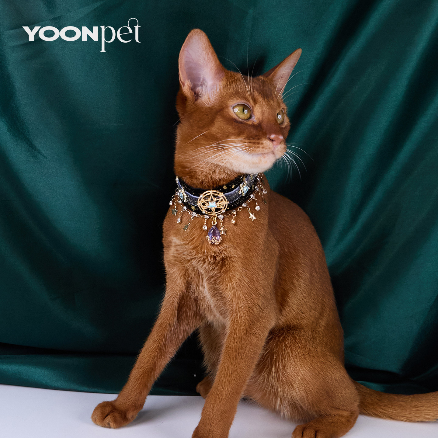 猫咪项圈项链阿比猫咪脖圈
