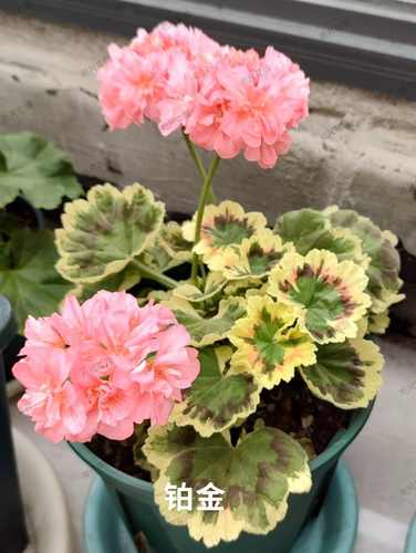 铂金翡翠珊瑚彩叶直立天竺葵盆栽勤花好养重瓣四季开大花苗竹新品