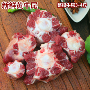 牛尾3-4斤装 1500g 农家新鲜黄牛牛尾骨 整根牛尾巴生牛尾
