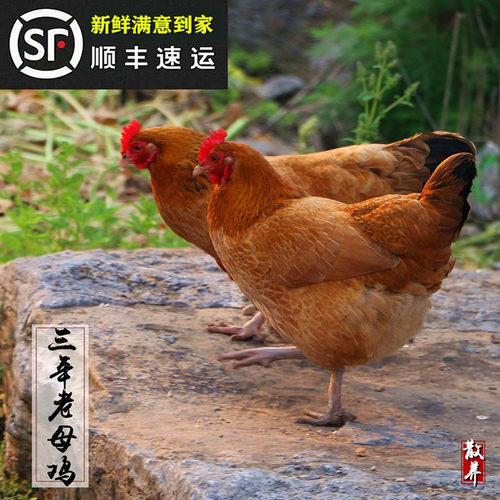 2-3年老母鸡净重3斤散养土鸡