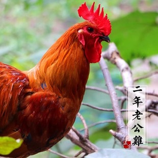 2年土公鸡1400g农家放养散养土鸡草鸡走地鸡老公鸡适合红烧炖鸡