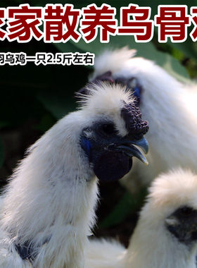 农家散养乌鸡白羽乌鸡乌骨鸡