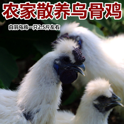 农家散养乌鸡白羽乌鸡乌骨鸡