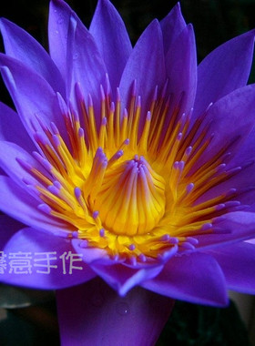 包邮馨意蓝莲花纯露250ml鲜花饱和深层补水喷雾敷脸 舒缓镇定肌肤