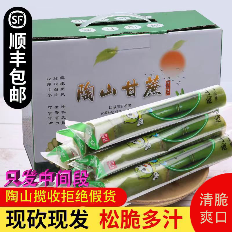 正宗陶山甘蔗浙江温州青皮果蔗新鲜现砍绿皮水果甘蔗现砍现发孕妇