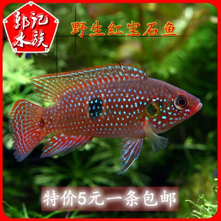 野--生红宝石鱼冷水观赏鱼原生桃花鱼慈鲷鱼水族宠物鱼淡水鱼包活