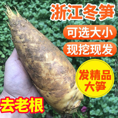 浙江新鲜冬笋上午挖下午发