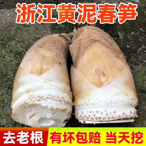 当天挖！浙江野生黄泥春笋毛笋