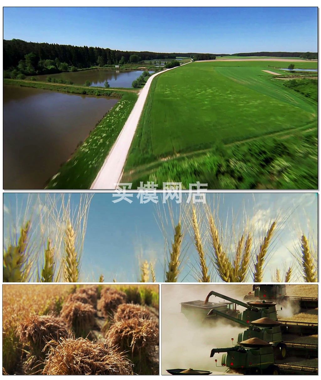 G13在希望的田野上你农田谷穗耕种歌颂歌舞晚会LED视频背景素材