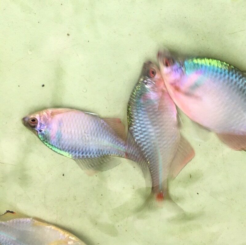 旁皮鱼除藻冷水观赏鱼耐养活简单混养原生灯鱼七彩石鳑鲏鱼