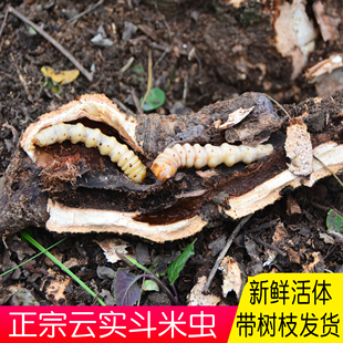 斗米虫深山云实蛀虫3g鸟不踏刺虫阎王刺虫带树枝活营养药材正宗