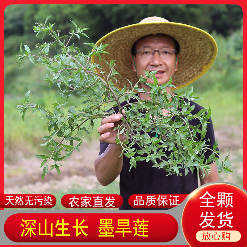深山墨旱莲新鲜药材农家现挖整棵