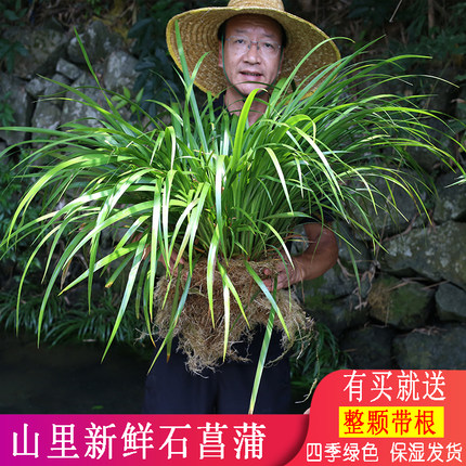 石菖蒲新鲜整颗带根盆景鱼缸龟池过滤小池假山造景附石吸水石