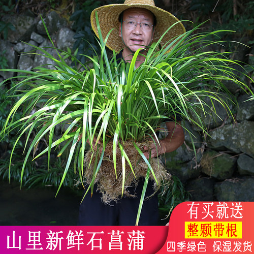 石菖蒲植物假山造景宠物缸净水