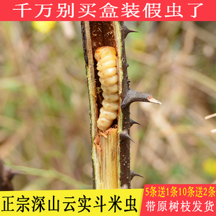 斗米虫深山云实蛀虫鸟不踏刺虫阎王刺虫带树枝50条活营养药材正宗