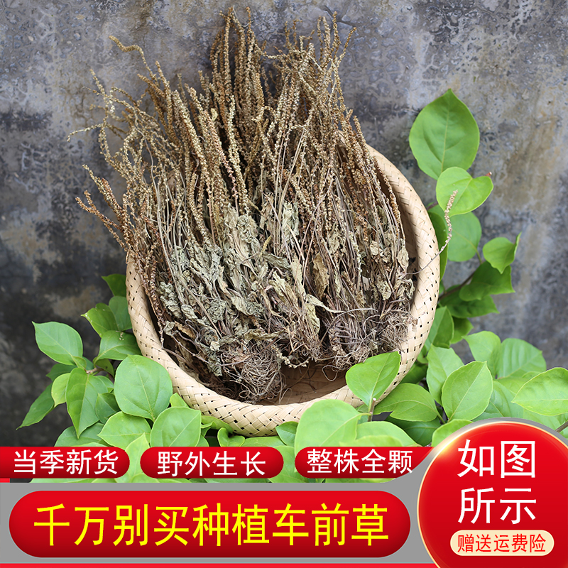 车前草深山车轮草正品药材农家整棵晒干货车前子泡茶草药正宗新货