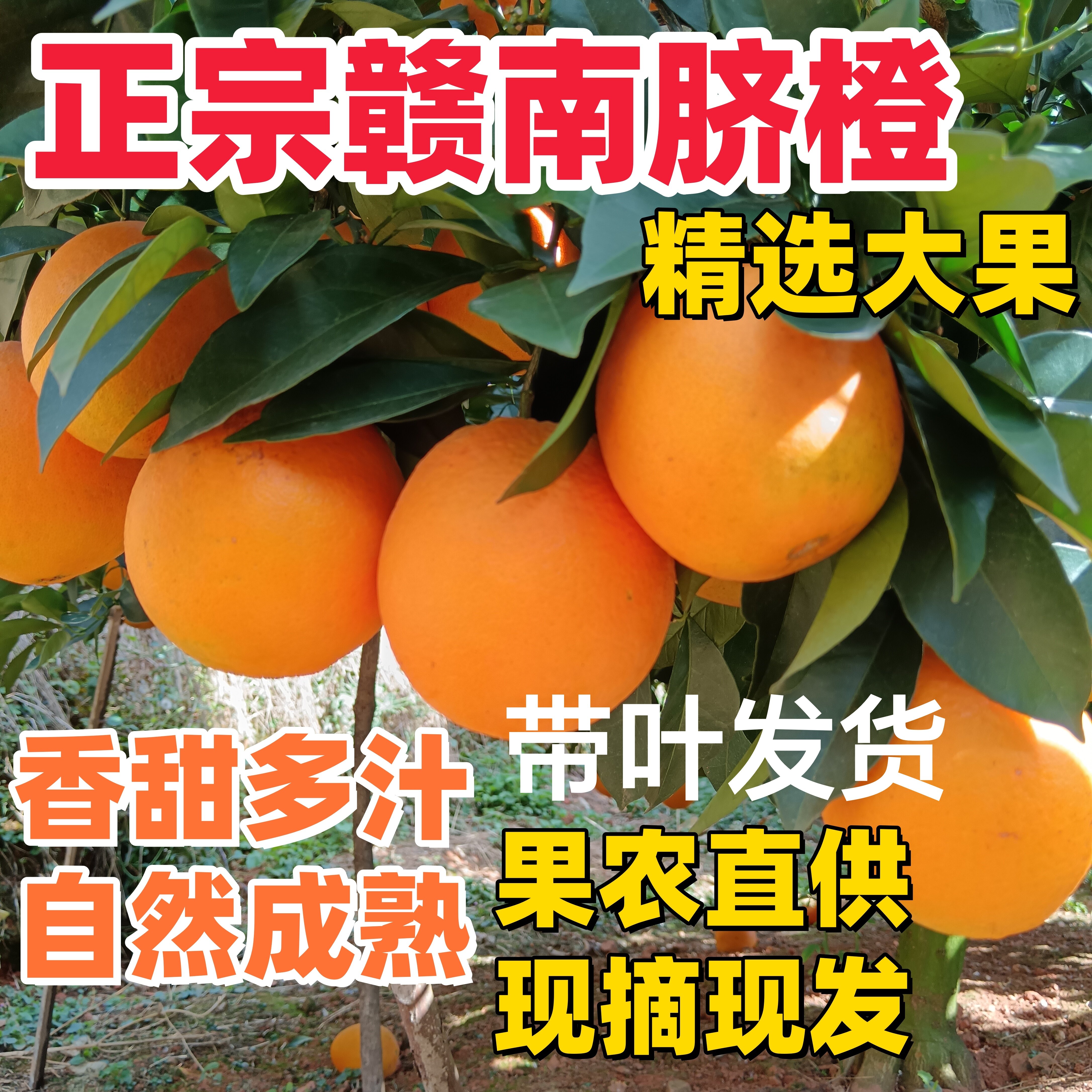 正宗新鲜现摘赣南脐橙产地直发