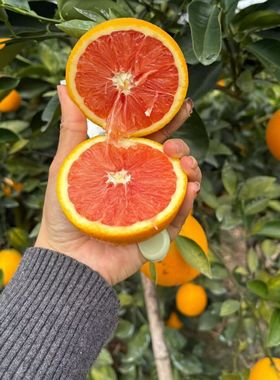 正宗赣南新鲜现摘 当季水果 赣南血橙红心肉 安远甜橙10斤20包邮