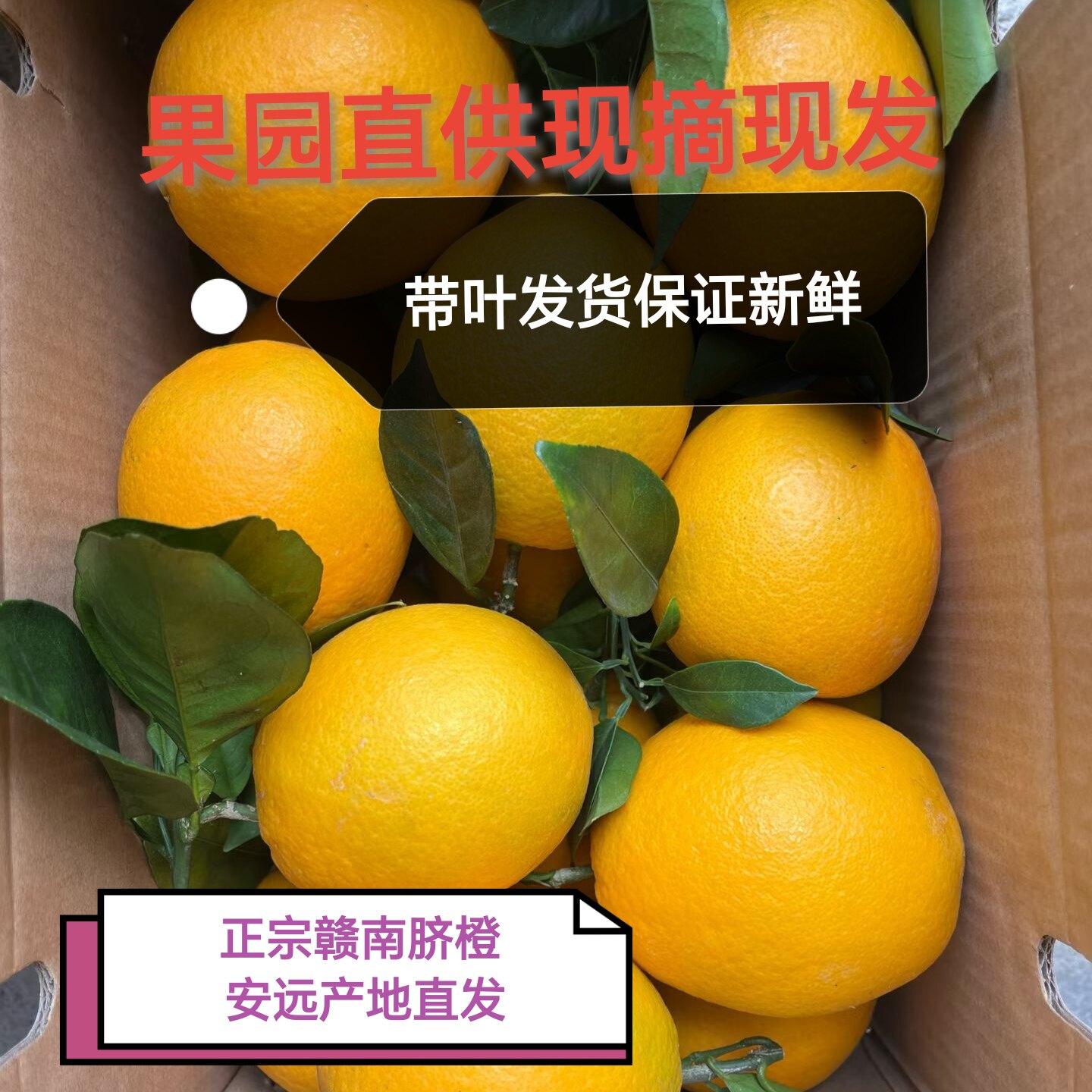 正宗赣南脐橙 新鲜现摘水果橙子 当季水果甜橙江西特产5斤10包邮