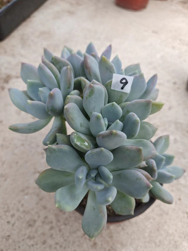 【胖美人 】露养好养活的多肉 紫月多肉一物一拍 满18元包邮