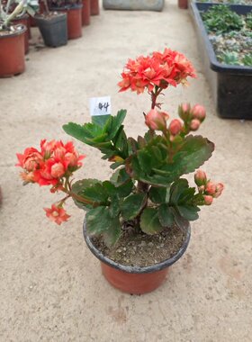 【长寿花】重瓣新品 花期长颜色多 好养带花苞 阳台室外都可种植