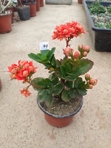 【长寿花】重瓣新品 花期长颜色多 好养带花苞 阳台室外都可种植
