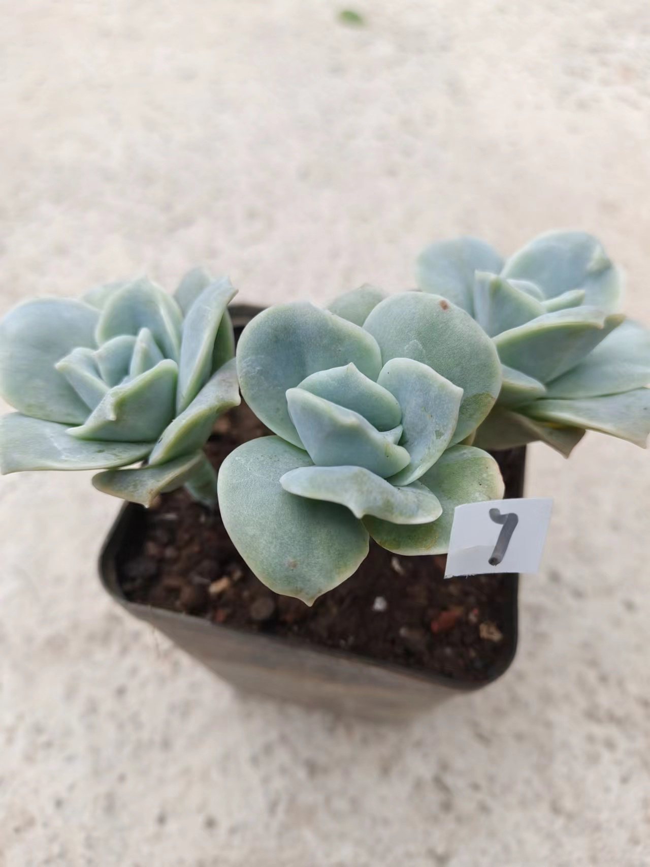 【可爱玫瑰】好养活的多肉植物 满18元包邮 紫月多肉花园