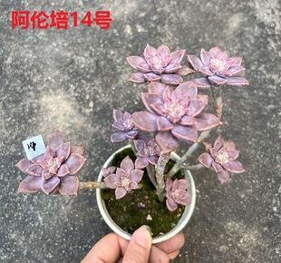 【阿伦培】 露养好养活的多肉植物 满18元包邮 紫乐多肉花园