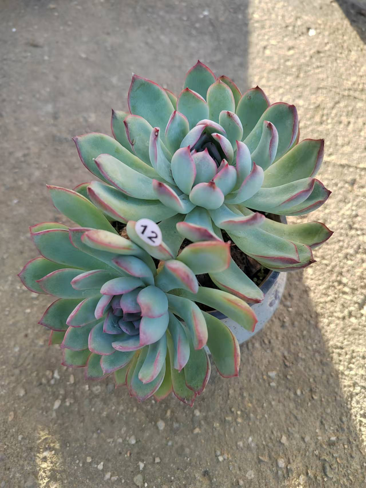 【雨燕座 】好养活的多肉植物 满18元包邮 紫月多肉花园