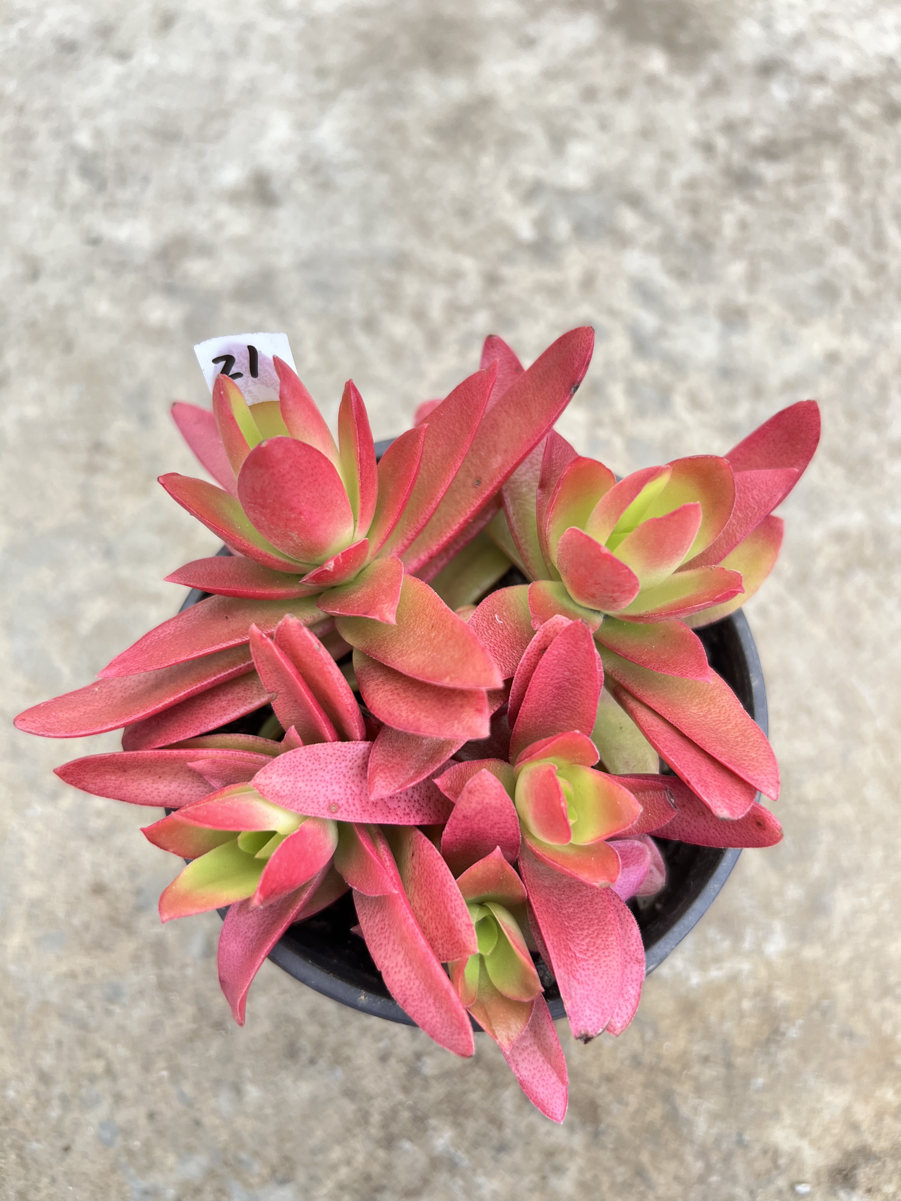 紫月多肉火祭植物22日上架满