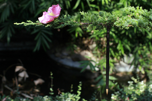 剑号巨阙 智永 驰骤 七 珠称夜光 千字文