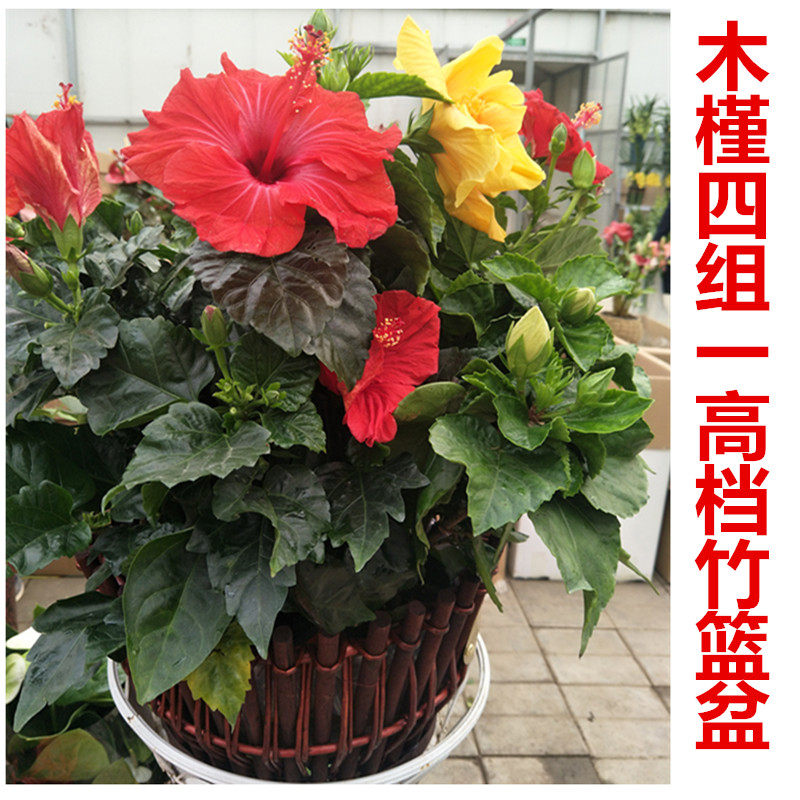 丹麦木槿茱诺花开不断开花植物四季开花进口花苗颜色艳丽鲜花绿植