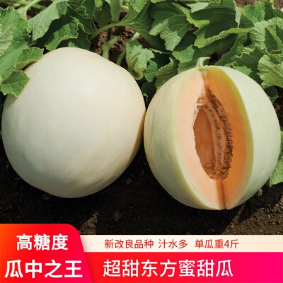 东方蜜白皮橘红糖度甜瓜种子