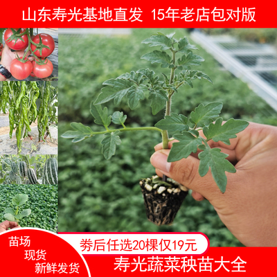 番茄辣椒茄子甜黄瓜菜苗