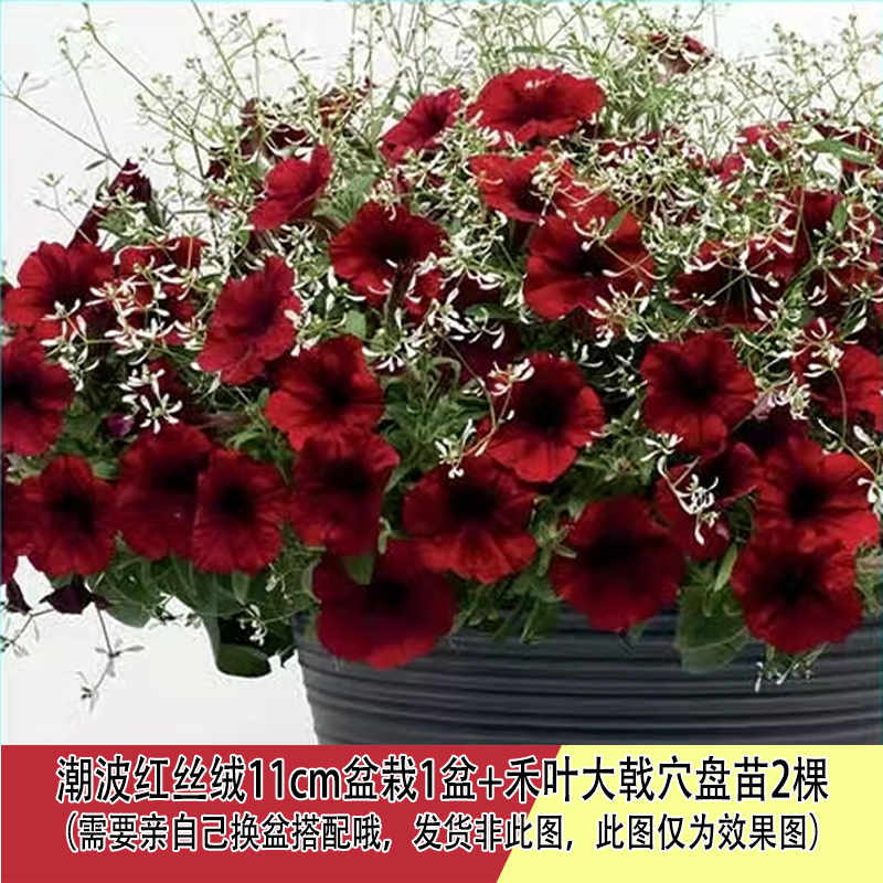 h多年生禾叶大戟飘雪苗花卉绿植盆栽满天星耐寒四季开花植物易活