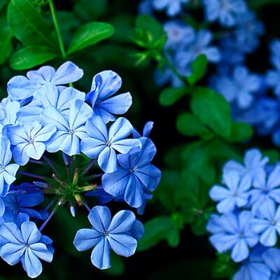 多年生木本四季开花容易养蓝雪花