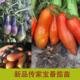 新品 种寿光蔬菜秧苗番茄辣椒苗茄子苦瓜苗圣女果苗西甜瓜苗种子孑