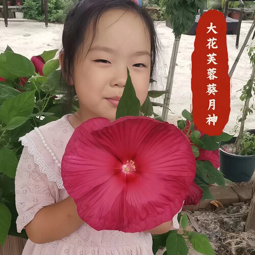 大花芙蓉葵零下30度越冬20cm花