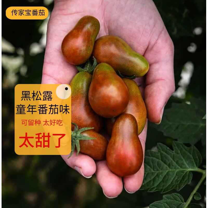 传家宝黑松露梨子樱桃番茄种子圣女果西红柿四季苗蔬菜种孑籽苗