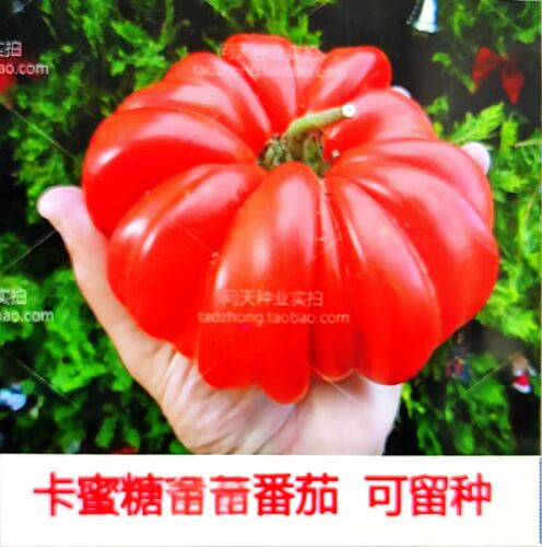 卡蜜糖有机大番茄西红柿圣女果苗