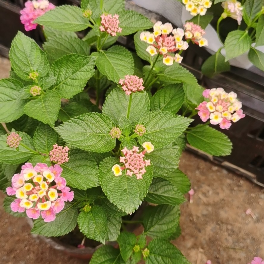 H五色梅花卉盆栽庭院花园马缨丹耐热耐晒花开不断花期长易爆盆